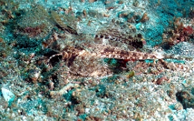 Bali 2016 - Orange and black dragonet - Dragonet orange et noir - Dactylopus kuiteri - IMG_6073_rc